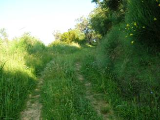 Grassy Corfu road